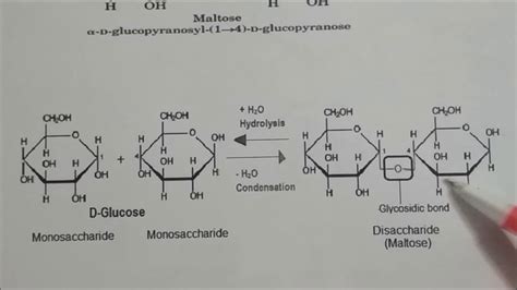 Cellobiose Structure