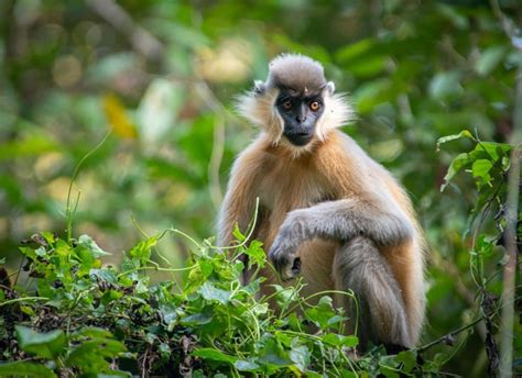 Hoollongapar Gibbon Sanctuary Located In Jorhat Assam India