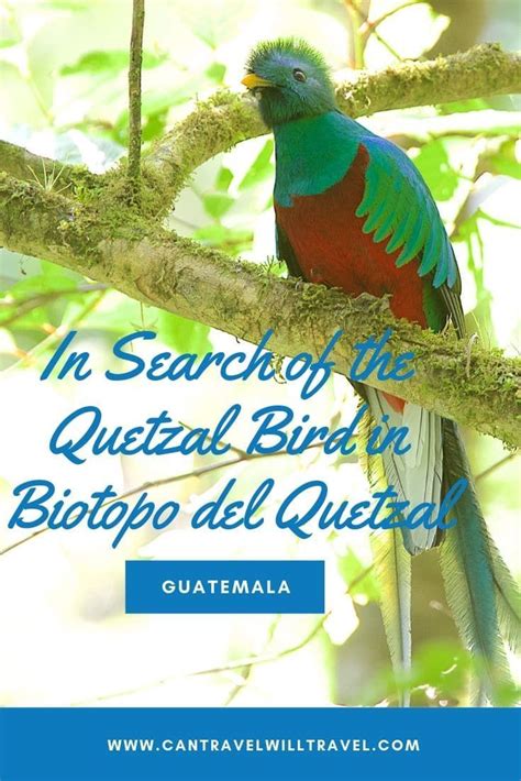 In Search Of The Quetzal Bird In Biotopo Del Quetzal Guatemala Can