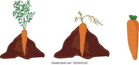 Growth Stages Carrot Plant Carrot Growing Stock Vector (Royalty Free ...