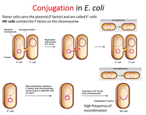 Ch 8 Microbial Genetics 2 Flashcards Quizlet