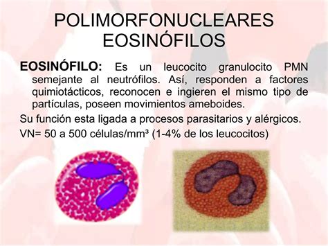 1 fisiología de la serie blanca PPT