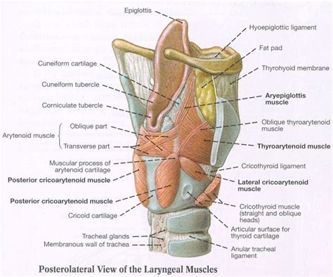 Intrinsic Muscles of Larynx - GretarosAvery