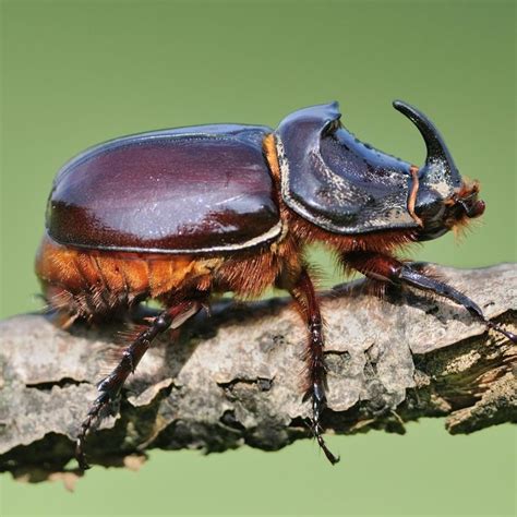 Oryctes Nasicornis Insecten Kevers