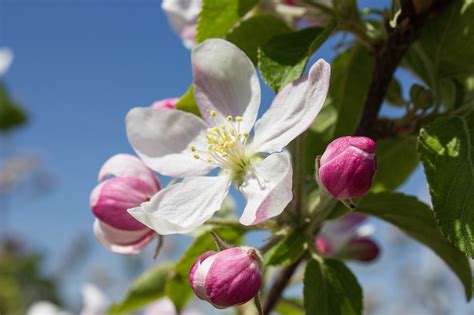 Apfelblüte Blüte Apfelbaum Kostenloses Foto auf Pixabay