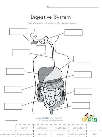 Digestive System Diagram For Kids Worksheet