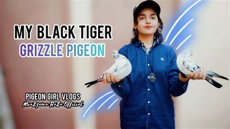 Meet My Black Tiger Grizzle Pigeon Pigeon Girl Vlogs YouTube