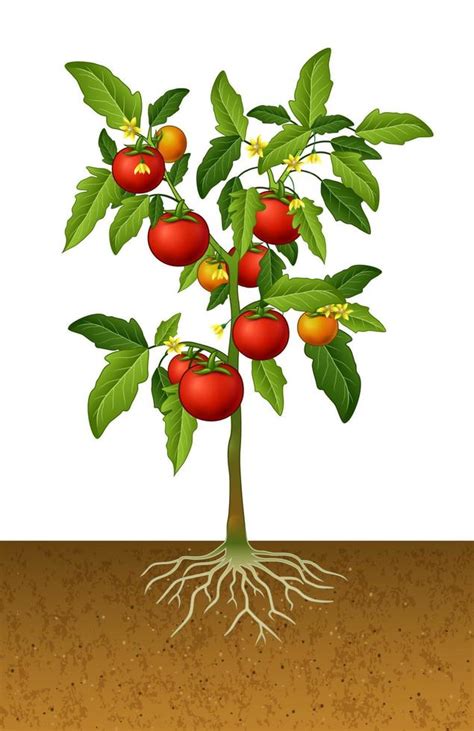 Planta De Tomate Con Ra Z Bajo Tierra Vector En Vecteezy