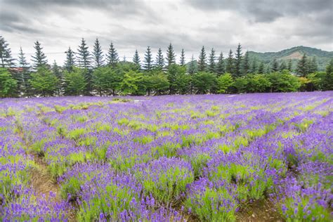 Tokai Lavender Fields - Hokkaido Guide