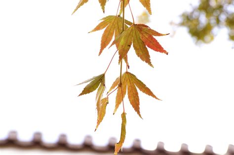 Red Leaf Japan Fall Maple - Free photo on Pixabay - Pixabay