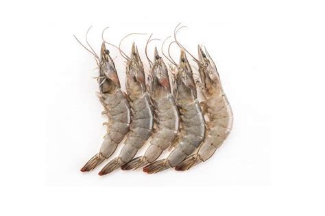 Oktopurs Online Vannamei Prawn