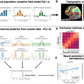 Decoding The Precision Of Neural Magnitude Representations In Parietal