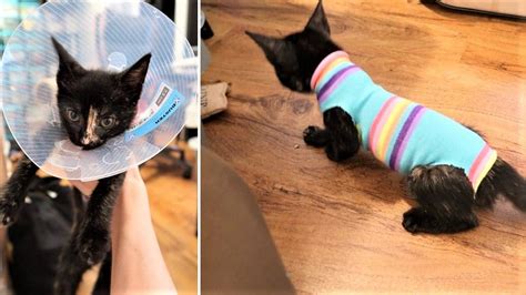 Diy Cone Collar For Cats - Do It Your Self