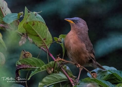 Birding in Goa - Wildlife Photography India