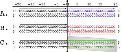 DNA Repeat Types The Numbers At The Top Of The Figure Represent The