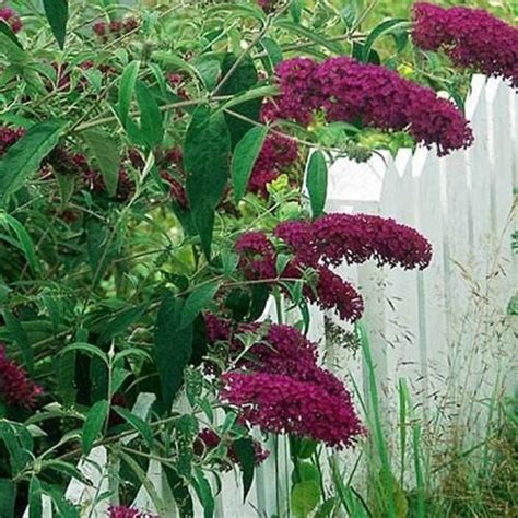 Buddleia Davidii Royal Red Plants Royal Red Flowers