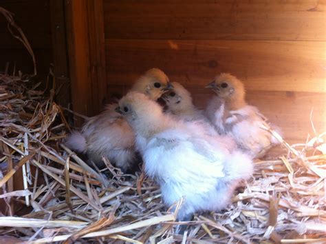 Our New 4 Week Old Silkieshow Cute Do They Look Silkie Chickens Chicken Runs And Coops