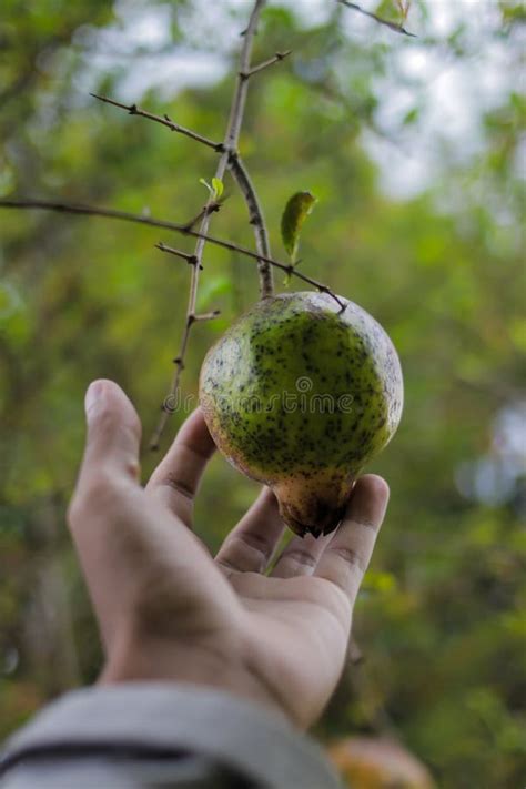 Pomegranate On Hand Indonesian Local Pomegranate Punica Granatum