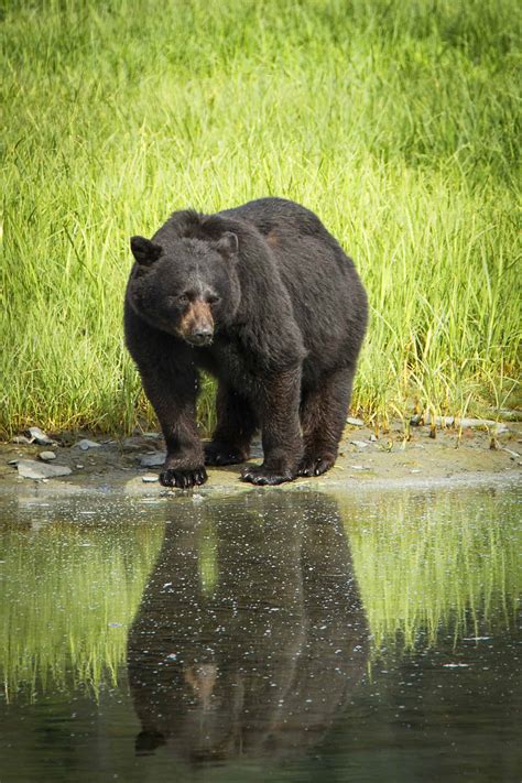 Bears - Alaska Wildland Adventures