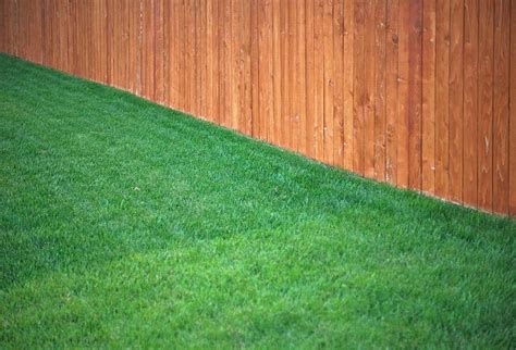 Best Time to Fertilize Lawn: Before or After Rain? - Best Garden Tips