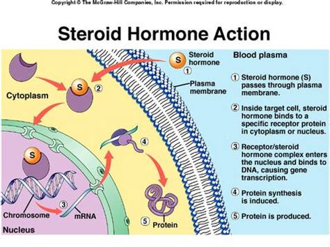 Hormones