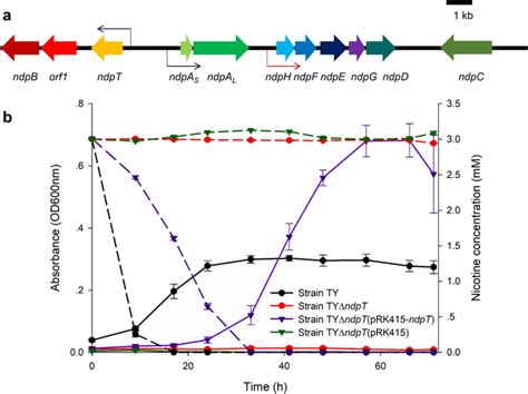 Organization Of Ndp And Cell Growth And Nicotine Degradation By Strain