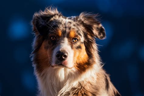 Australian Shepherd 4k Ultra Hd Wallpaper