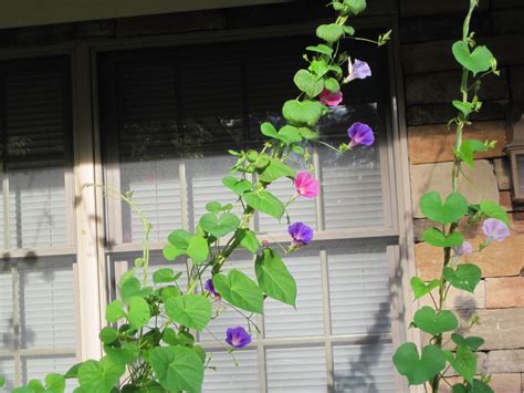 Gardening And Gardens Morning Glory Vines Take Off