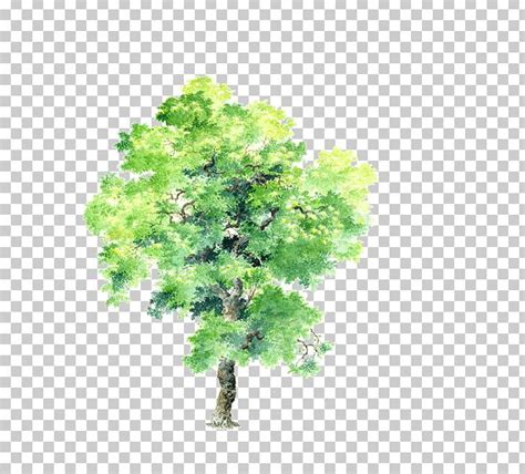 Tree Drawing Plant Computer Aided Design PNG Clipart Autumn Tree