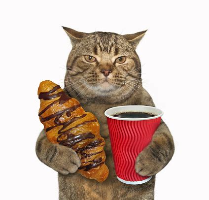 Gato Con Un Bollo De Chocolate Y Café Foto de stock y más banco de ...
