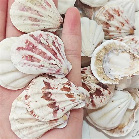 1pc Assorted Natural Seashells 353oz Mini Ocean Themed Conch Scallops