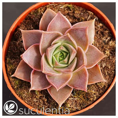 Echeveria Suculentia Venta Online De Suculentas Y Plantas Crasas