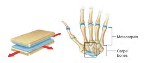 monaxial, biaxial, triaxial and nonaxial Flashcards | Quizlet