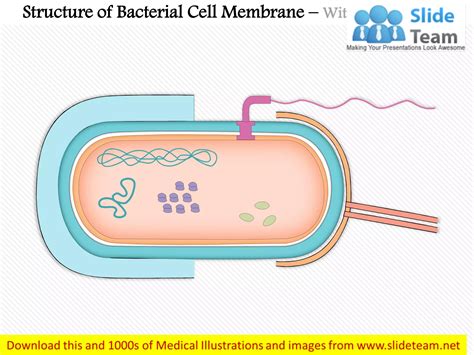 Structure of the bacterial cell membrane medical images for power point ...