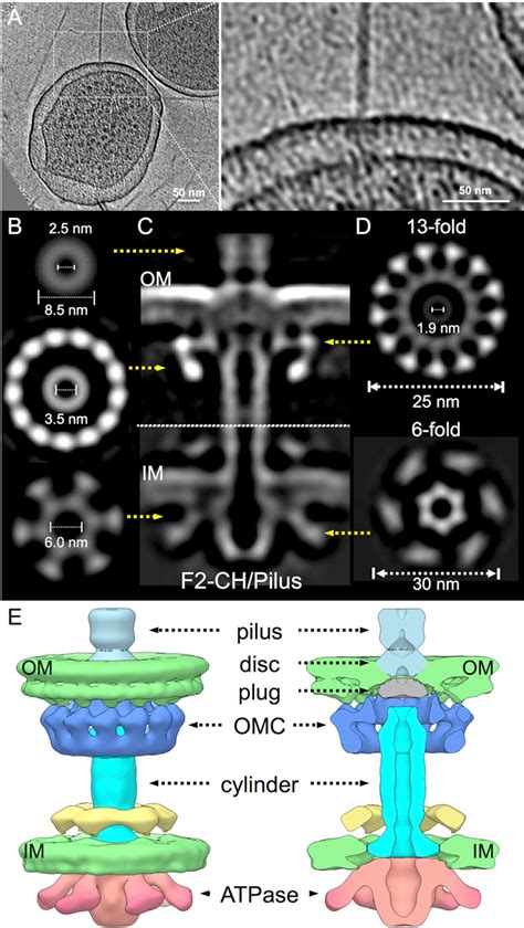 Figure 1 from Structural bases for F plasmid conjugation and F pilus ...