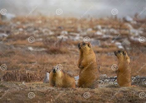 The Long-tailed Marmot or Golden Marmot Stock Photo - Image of body, longtailed: 165127586