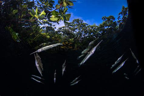 Greg Lecoeur Underwater And Wildlife Photography Dsc