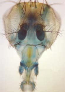 One gene provides fruit fly both antenna and color vision - The Source ...