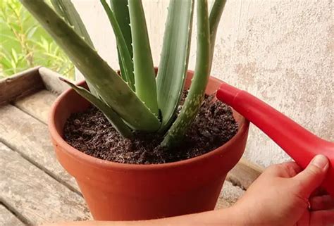 Aloe Vera Richtig Umtopfen Anleitung Philognosie