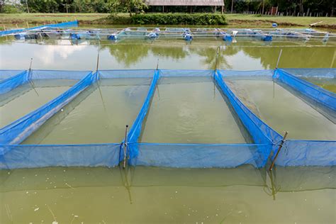 Conhe A Algumas Esp Cies De Peixe Para Criar Em Cativeiro Cria O De