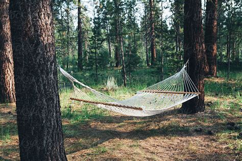 "Hammock Hanging Between Two Large Pine Trees In Forest" by Stocksy ...