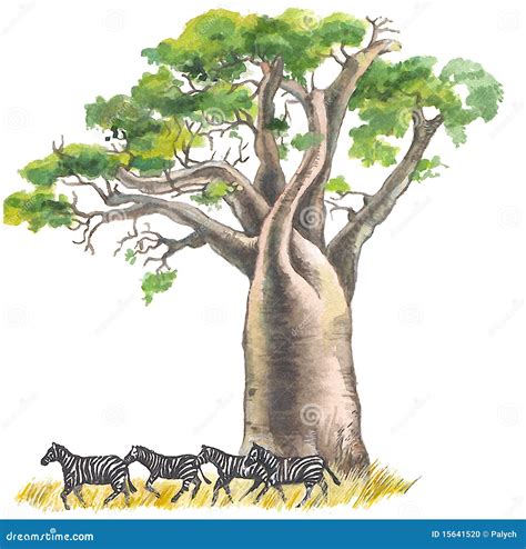 Baobab stock illustration. Illustration of wild, desert - 15641520