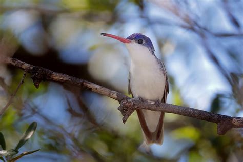 Violet Crowned Hummingbird ⋆ Tucson Audubon