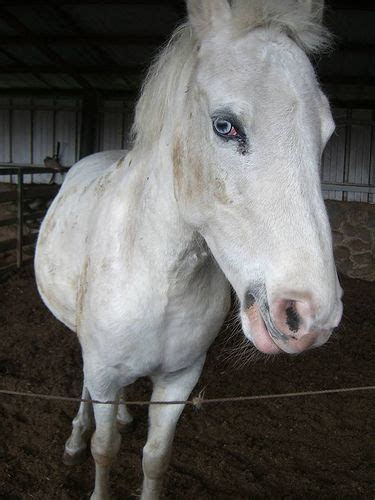 Horses Are Scary Horses Horse Face Scary