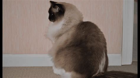 Ragdoll Seal Mitted Cats: Verify Out the Stunning Transition ...