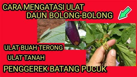 Cara Mengatasi Hama Ulat Pada Tanaman Terong Eggplant Stem Borer