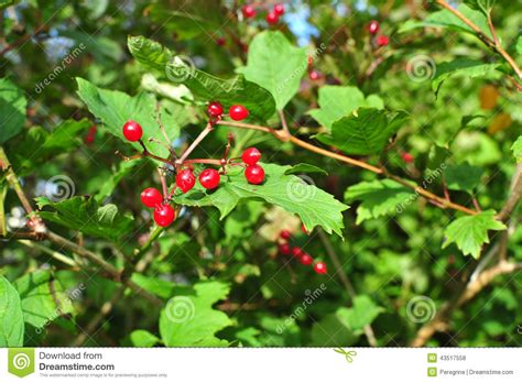 Red Viburnum Berries In The Tree Stock Photo Image Of Herbal Harvest