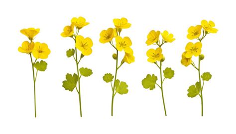 Free clip yellow flowers, Download Free clip yellow flowers png images ...