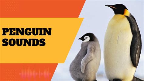 Penguin Sounds Youtube