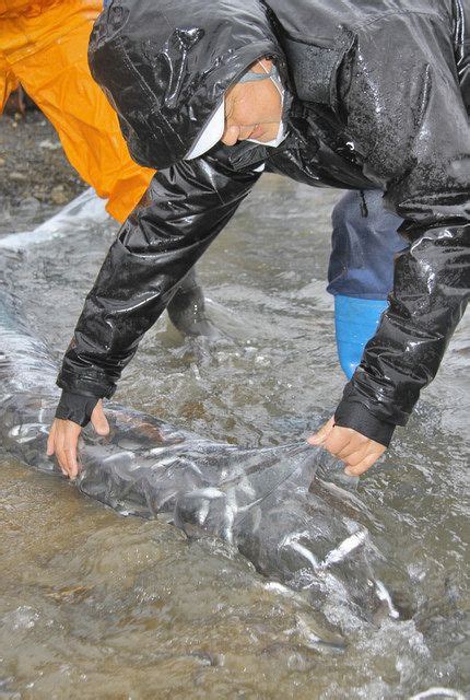 稚アユ8万匹 大きく育って 3月放流は県内初 越前市の日野川漁協：日刊県民福井web